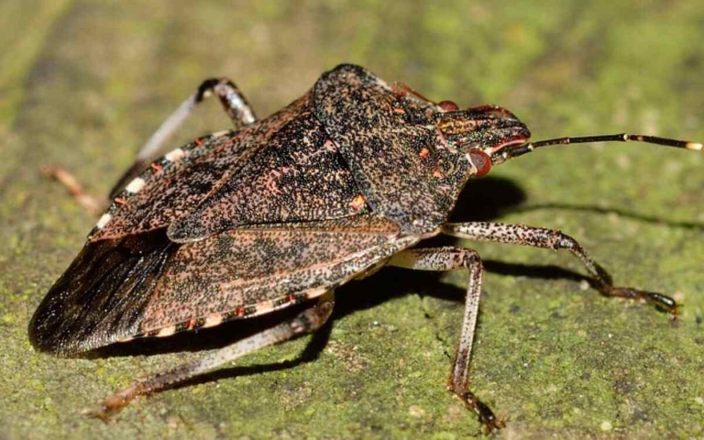 How to Naturally Get Rid of Bed Bugs
