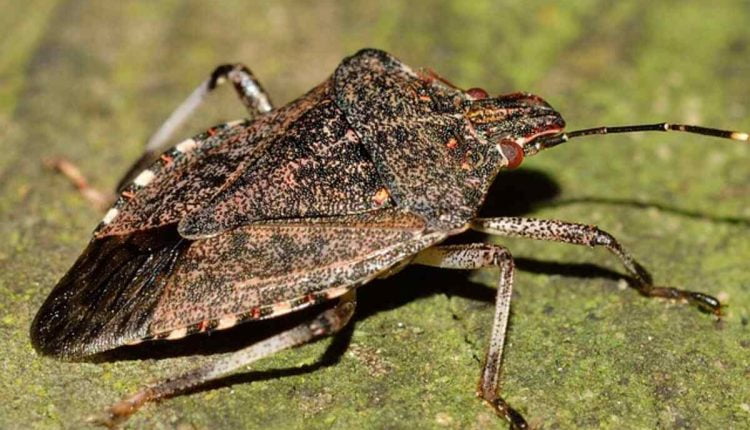 How to Naturally Get Rid of Bed Bugs