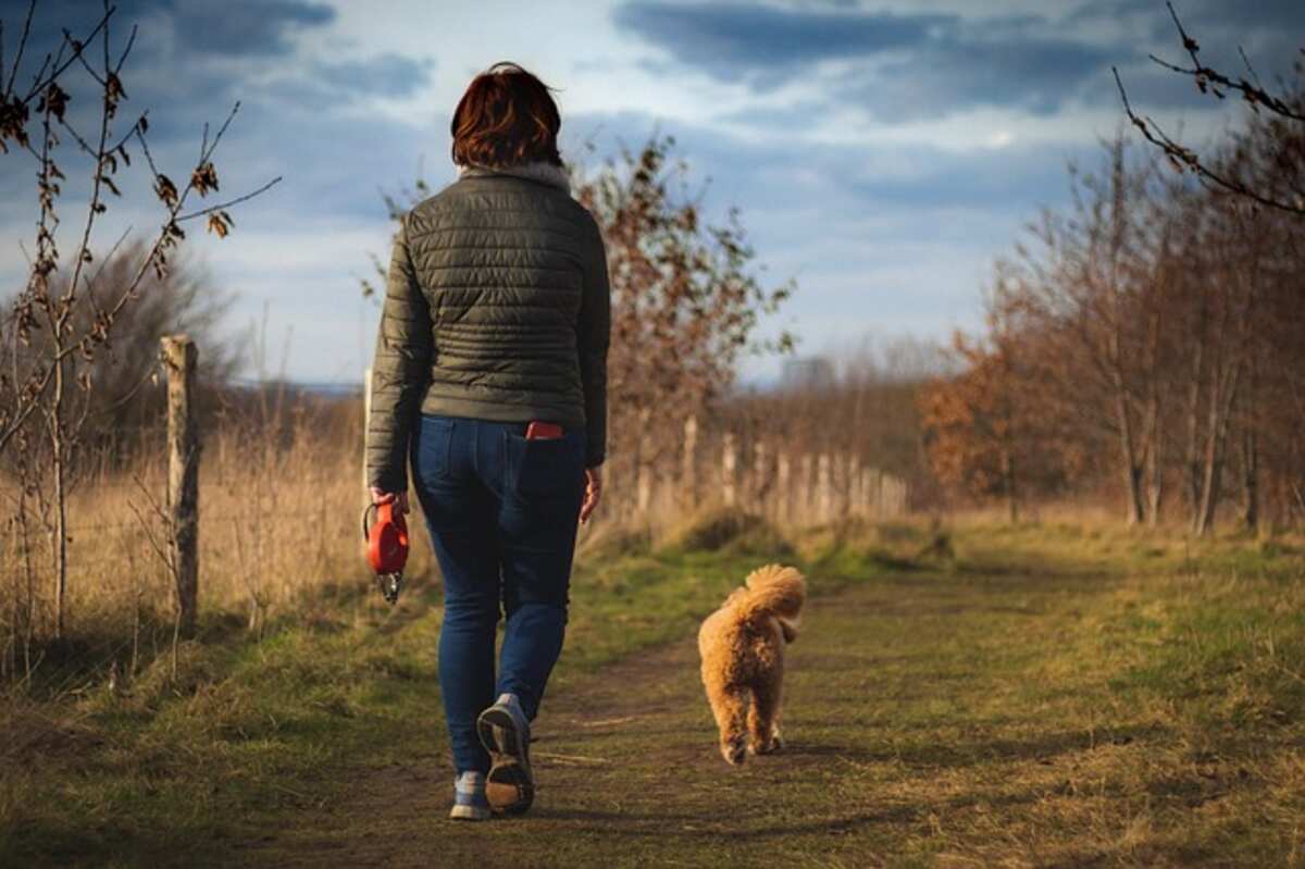 How to Walk Your Dog