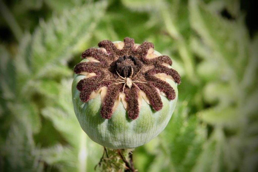 Poppy pods
