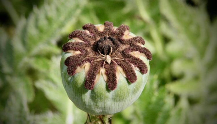 Poppy pods