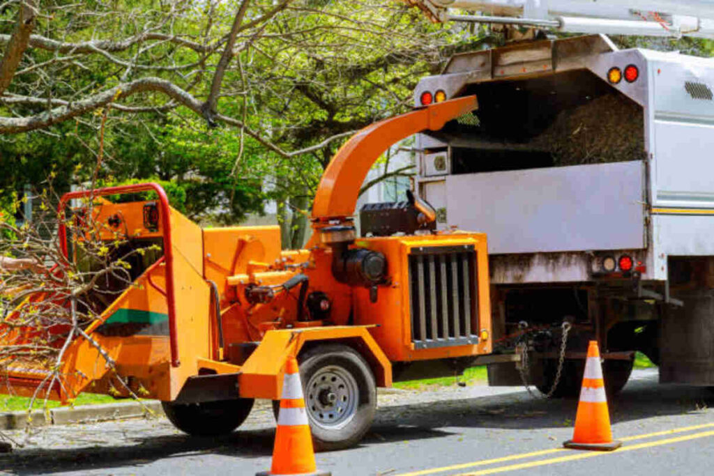 tree removal saratoga