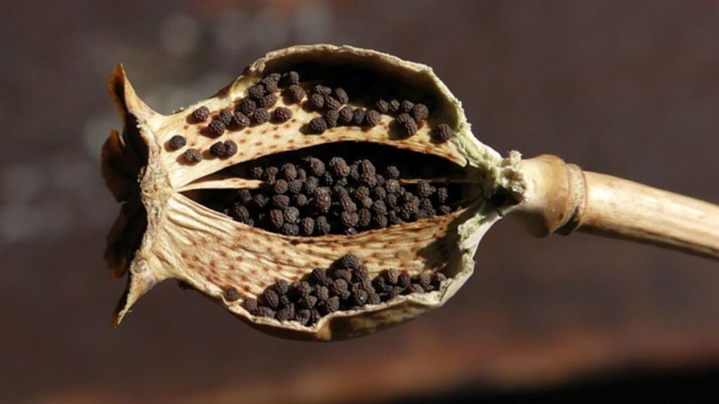 Dried Poppy Pods in Floral Arrangements Unforgettable Elegance Secrets