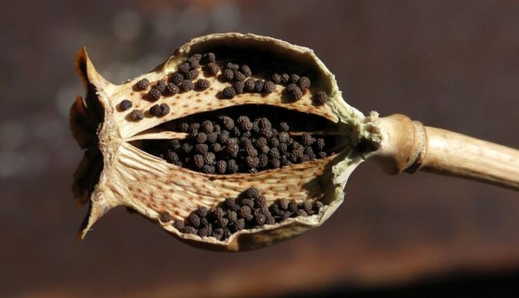 Dried Poppy Pods in Floral Arrangements Unforgettable Elegance Secrets