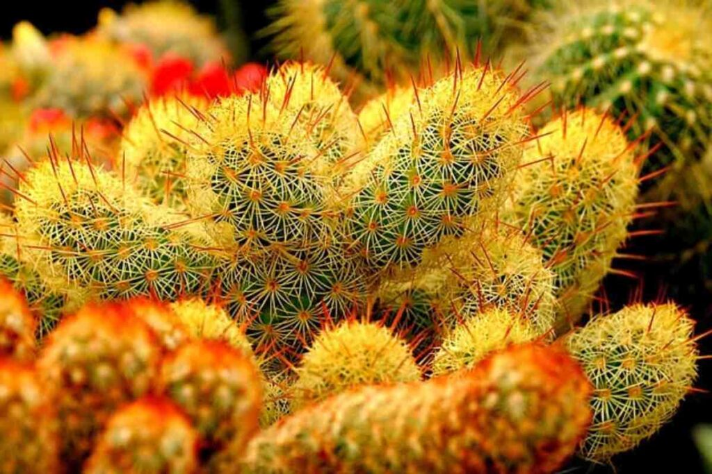 Growing and Harvesting Peyote Cactus Safely