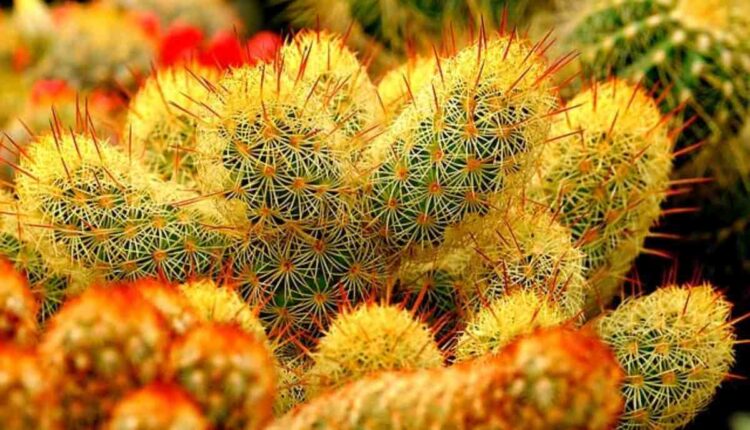 Growing and Harvesting Peyote Cactus Safely